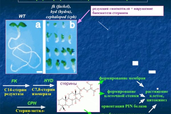 Услуги даркнета